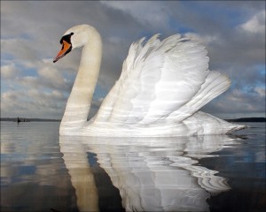 kartinki24_ru_birds_swans_0008