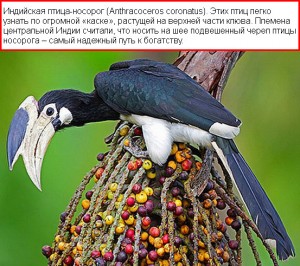 indijskaya ptitsa nosorog