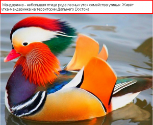 mandarinka