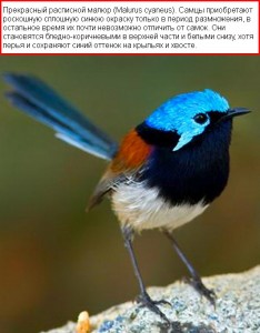 prekrasnyj raspisnoj malyur
