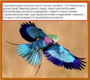 sirenevogrudnaya sizovoronka